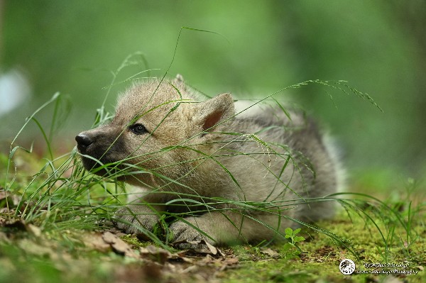 Polarwölfe Arctic wolves Anyu Nova Yuki